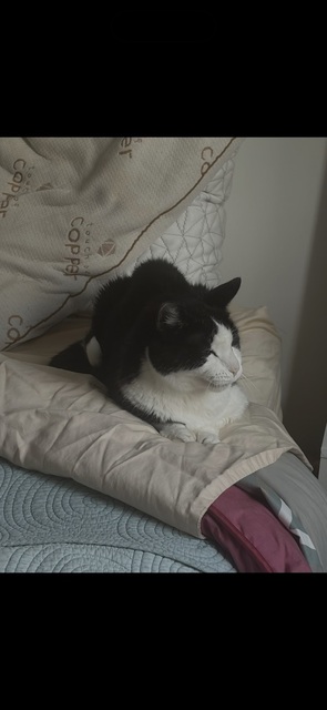 Oreo close up resting