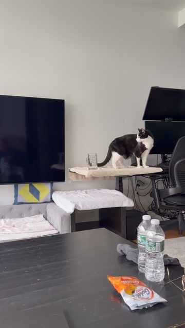 Oreo standing on his perch