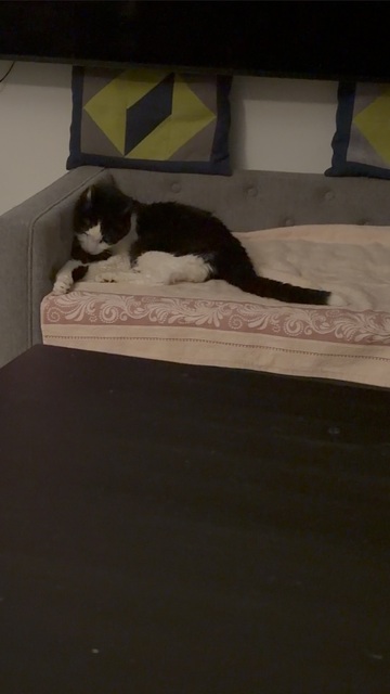 Oreo lying on the bed frame