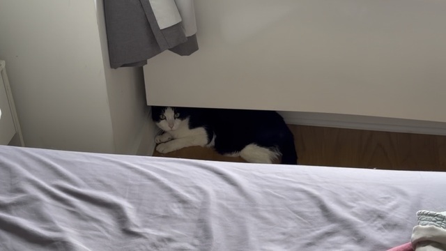 Oreo standing by the bed