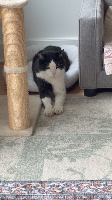 Oreo standing at the scratching post