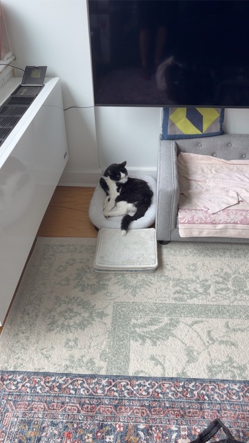 Oreo resting on the tile