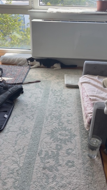 Oreo walking across a rug
