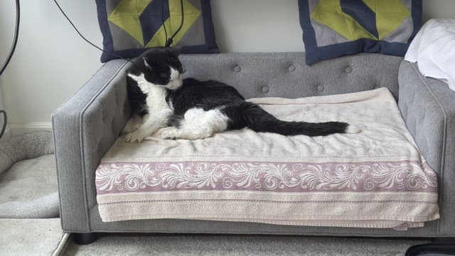Oreo lying on the loveseat